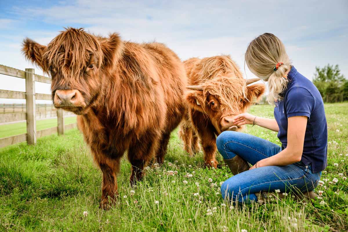 two highland cows and a woman kneeling down with them