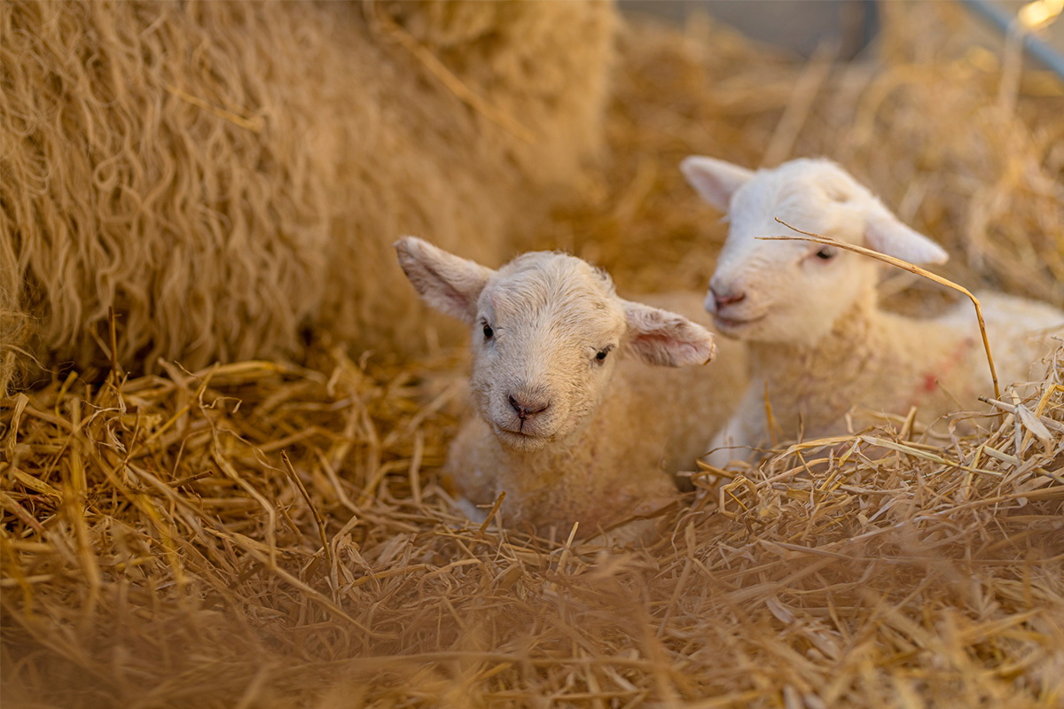 Lambs in the hay