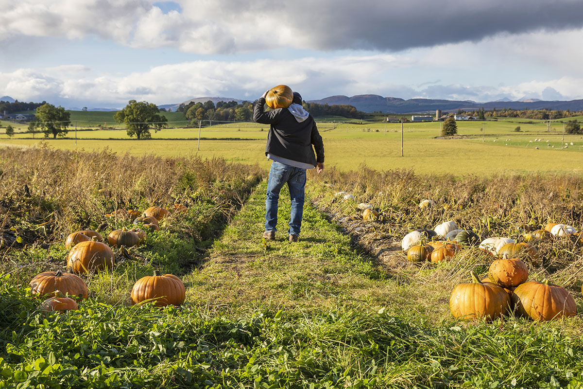 A man walking away from the camera carrying a pumpkin in a field