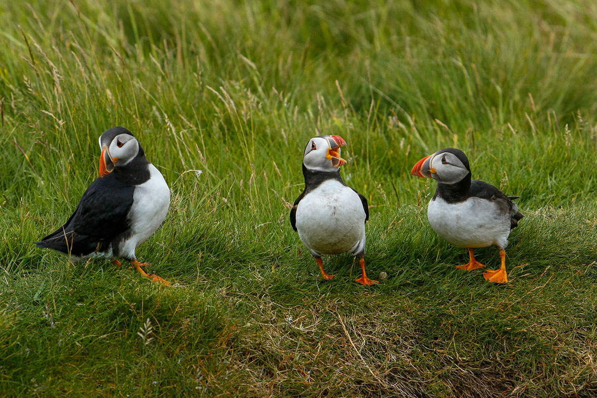 Three puffins sit on a grassy bank