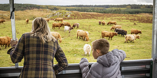 An adult and child look out from a tour vehicle to a herd of Highland cows