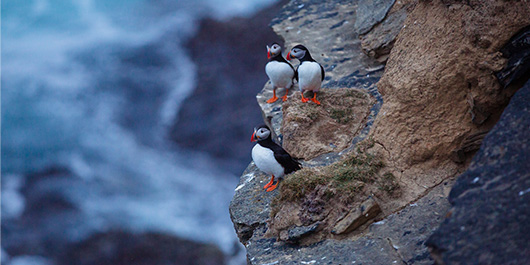 Puffins at the Brough of Birsay