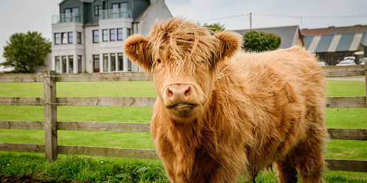 A highland cow in front of a wooden fence