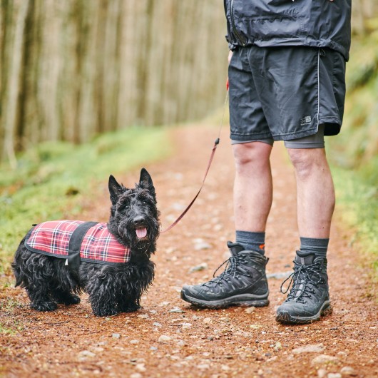 a scottish terrier being walked along a countryside path