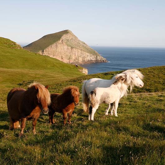 shetland ponies